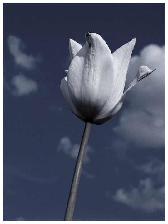 photo "..." tags: nature, black&white, flowers