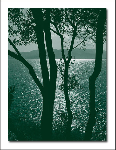 фото "Olive trees silhouette" метки: пейзаж, природа, цветы