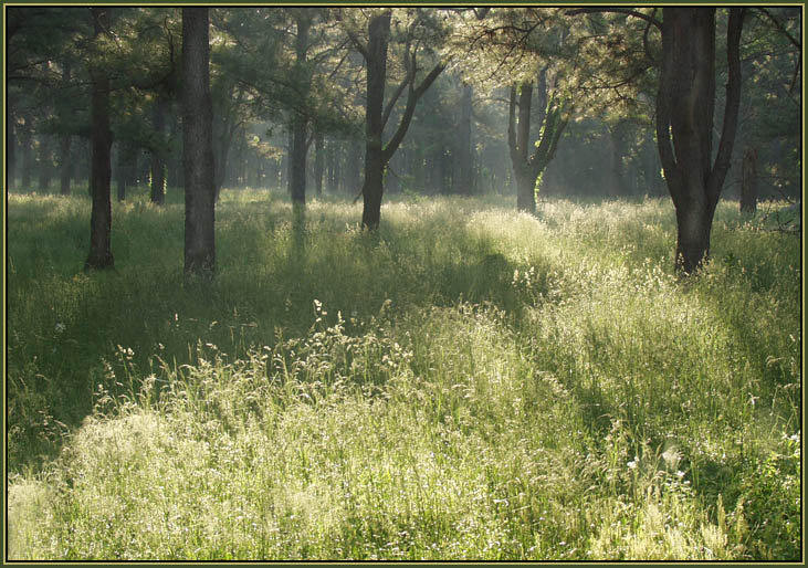 photo "Avenues of Light" tags: landscape, forest, spring