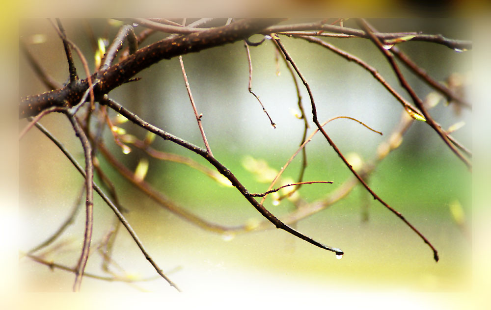 photo "Drops" tags: nature, macro and close-up, 