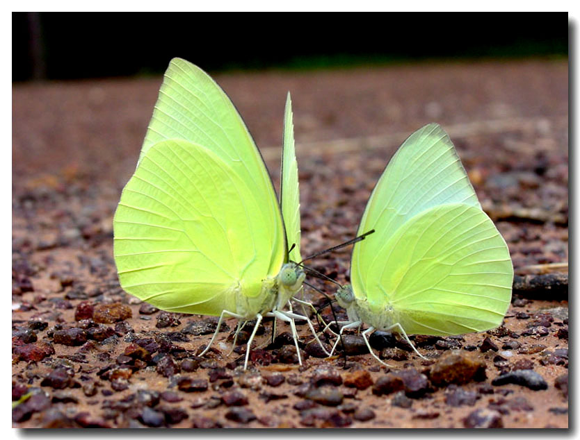 photo "Enjoy eating" tags: nature, insect