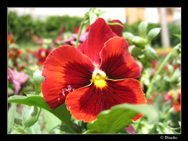 photo "Heartsease" tags: nature, flowers