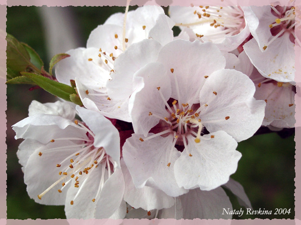 photo "The Gardens in bloom" tags: nature, macro and close-up, flowers