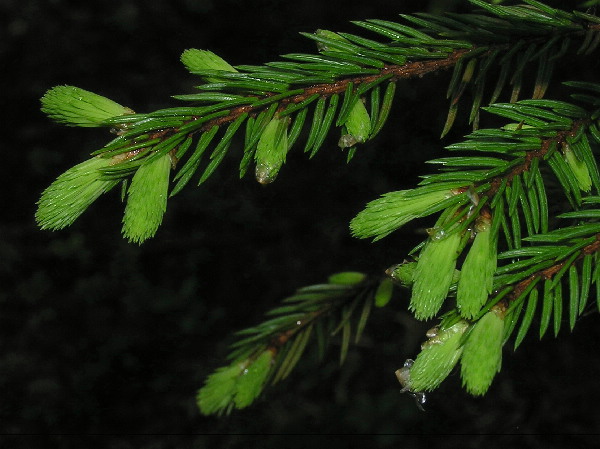 фото "Picea spruce" метки: природа, цветы