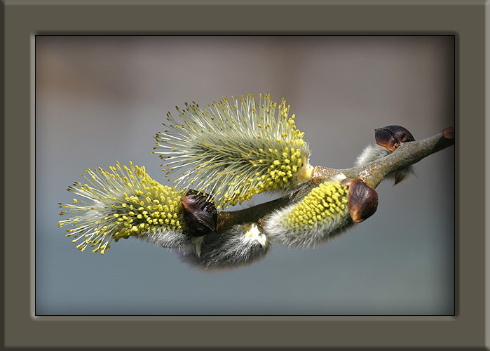 photo "Willow." tags: misc., 