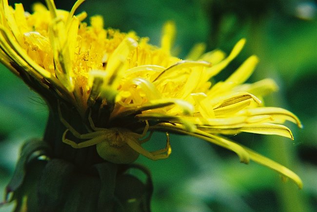 photo "hide and seek..." tags: nature, insect