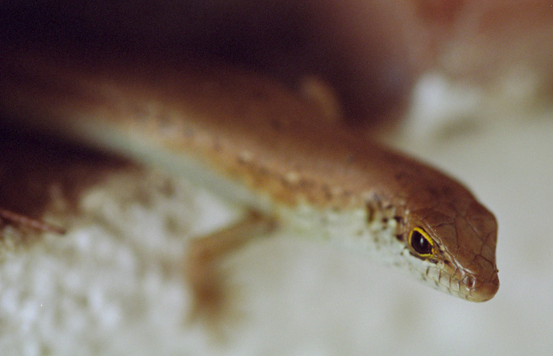 photo "look in my eyes" tags: nature, wild animals