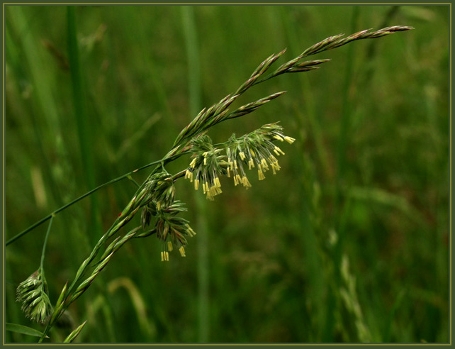 photo "Wind Weave" tags: macro and close-up, nature, flowers