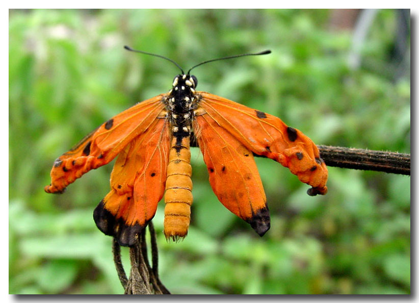 photo "Just emerged" tags: nature, insect