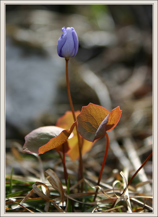 фото "Вестник Весны" метки: макро и крупный план, природа, цветы