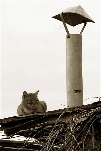photo "About a cat" tags: black&white, 