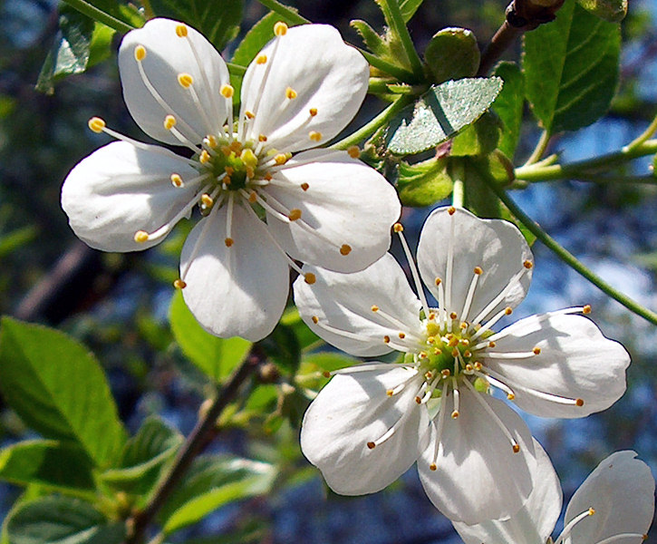 photo "Cherry" tags: macro and close-up, nature, flowers