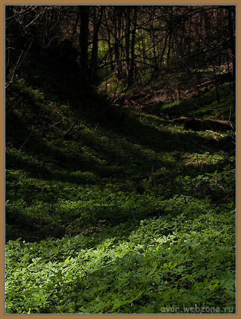 фото "* * *" метки: пейзаж, разное, лес