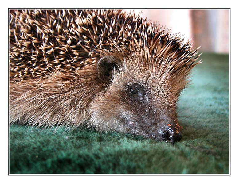 photo "The hedgehog" tags: nature, wild animals