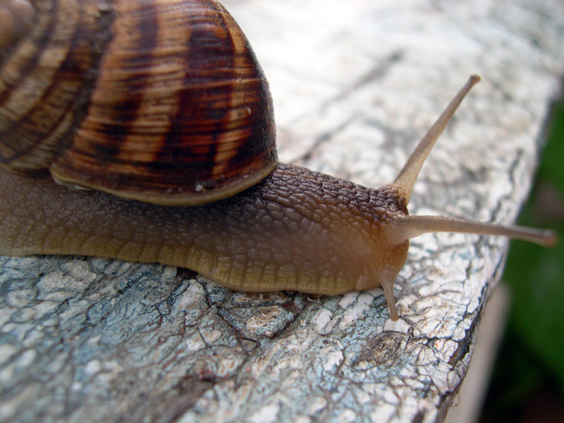 photo "Snail" tags: macro and close-up, nature, insect