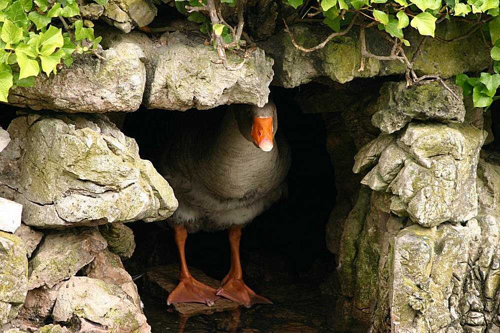 photo "Hello...." tags: nature, pets/farm animals