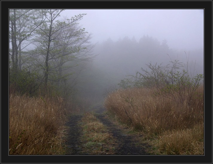 photo "morning" tags: landscape, forest