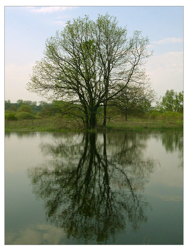 фото "Отражение дерева" метки: природа, цветы