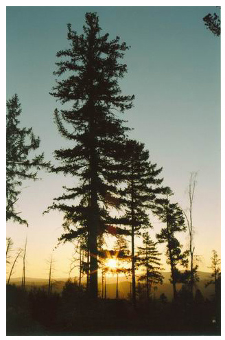 photo "Awakening" tags: landscape, sunset