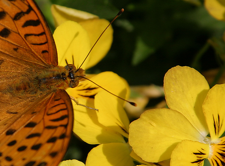 photo "Oranges and Lemons" tags: macro and close-up, nature, insect
