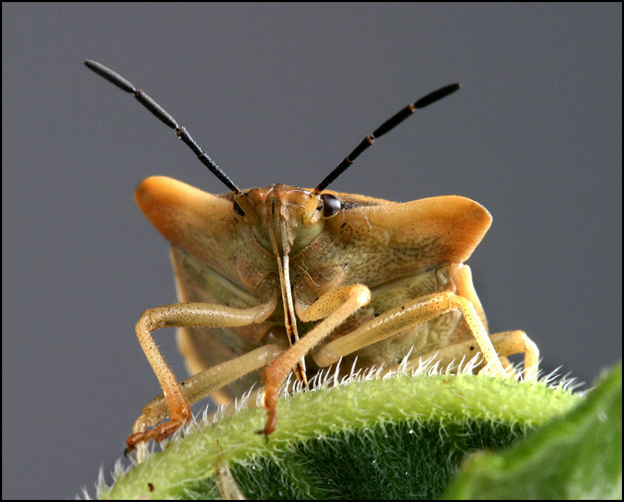 photo "Elasmucha ferrugata" tags: macro and close-up, 