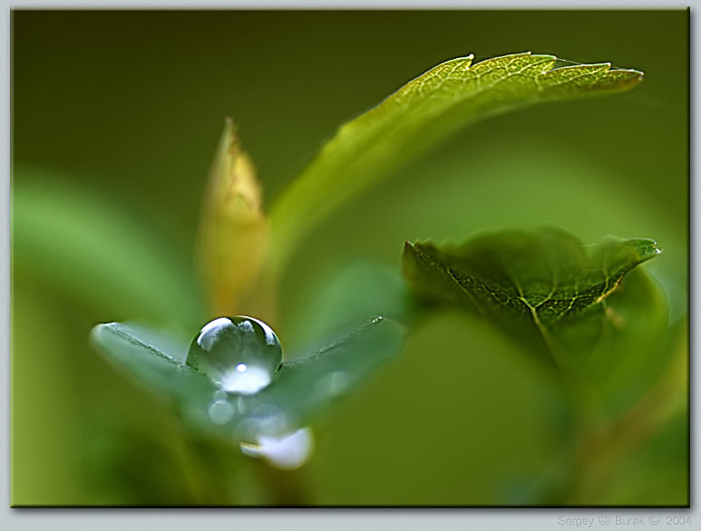 photo "Untitled photo" tags: abstract, macro and close-up, 