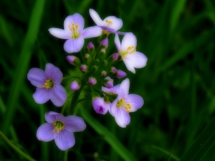 фото "just very simpel" метки: макро и крупный план, природа, цветы