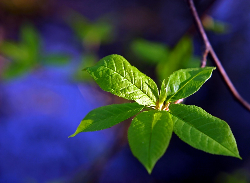 фото "Spring..." метки: природа, цветы
