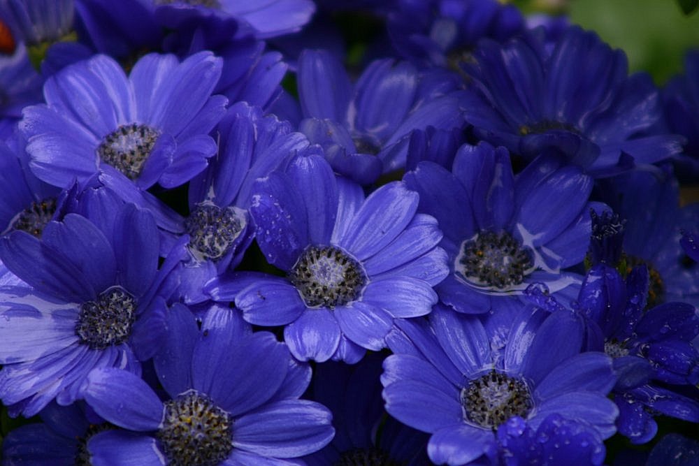 photo "Blues Symphony" tags: nature, flowers