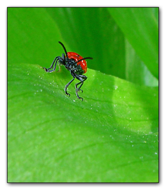 фото "Red beatle" метки: макро и крупный план, природа, насекомое