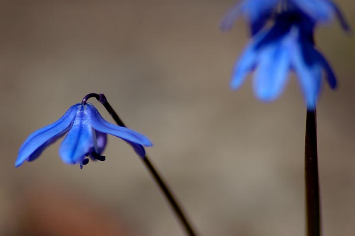 photo "#132" tags: macro and close-up, nature, flowers