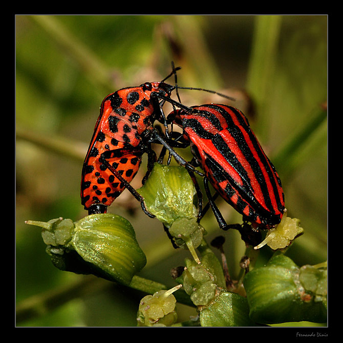 photo "Fight" tags: nature, insect
