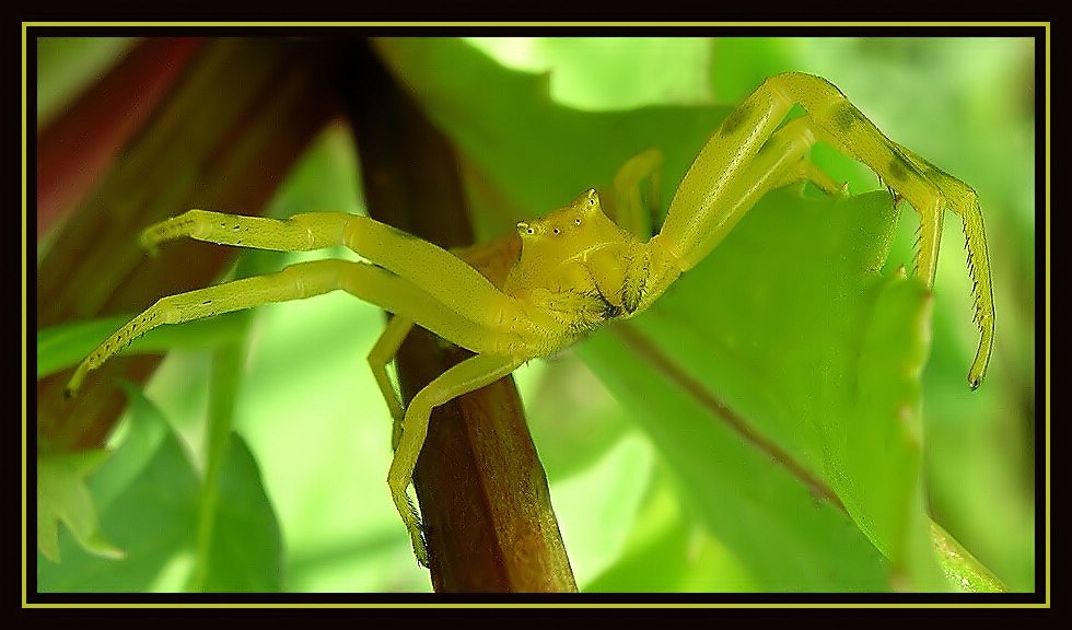 фото "Born to KILL!" метки: природа, макро и крупный план, насекомое