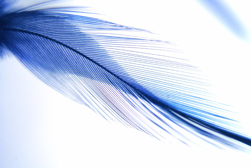 photo "Blue fish" tags: misc., 