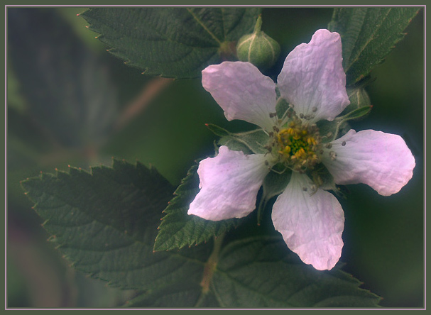 photo "A Glow in the Dark" tags: nature, macro and close-up, flowers