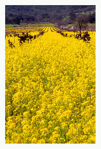 photo "Mustard field" tags: nature, flowers