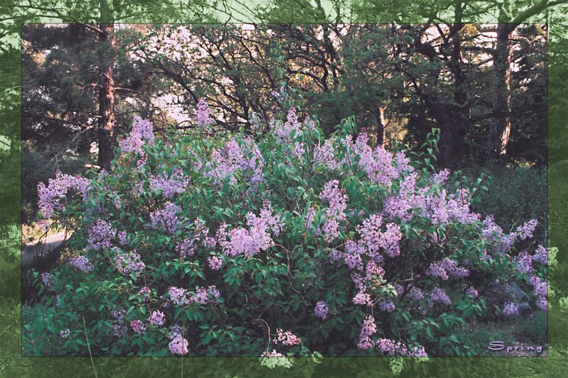 photo "Lilac. Spring in Crimea." tags: landscape, nature, flowers, spring