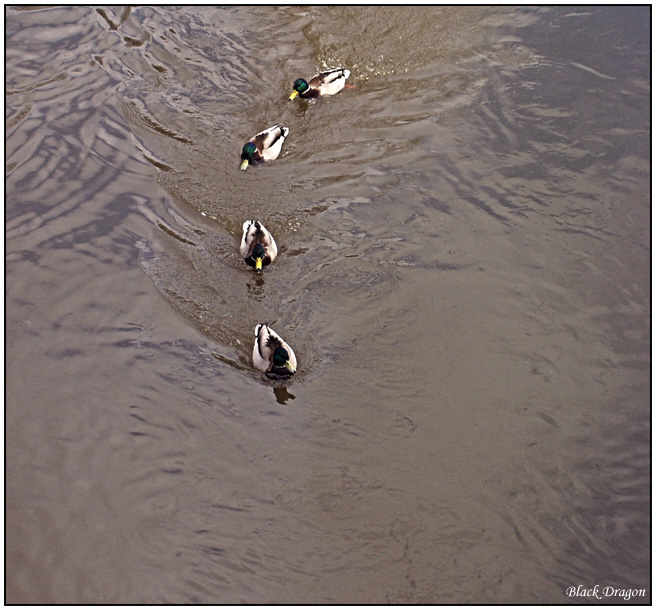 photo "Guys, are you sure that ducks enought?" tags: nature, wild animals