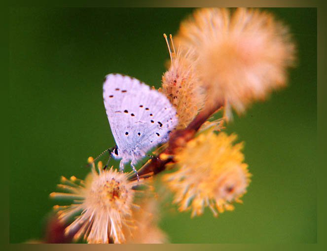 photo "Spring" tags: nature, macro and close-up, insect