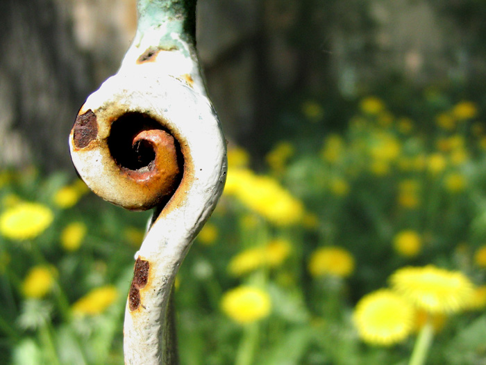photo "snail for Marijus" tags: misc., 