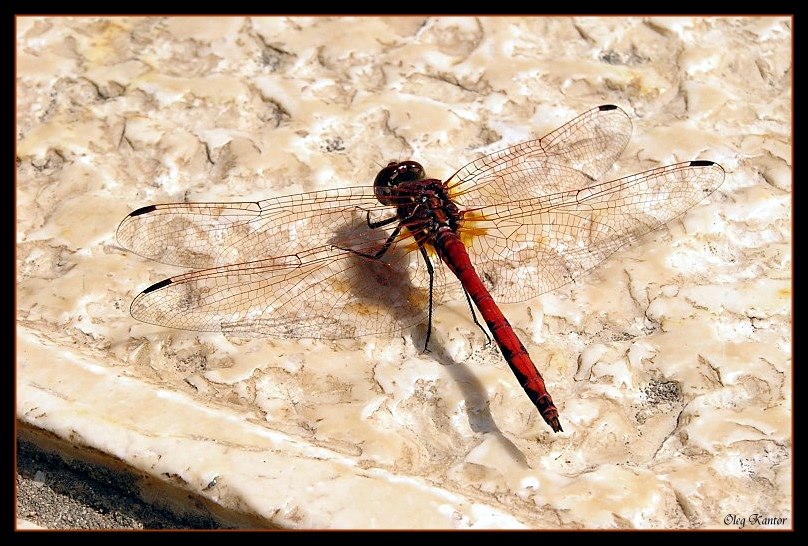 photo "Dragonfly from rear:)" tags: macro and close-up, nature, insect