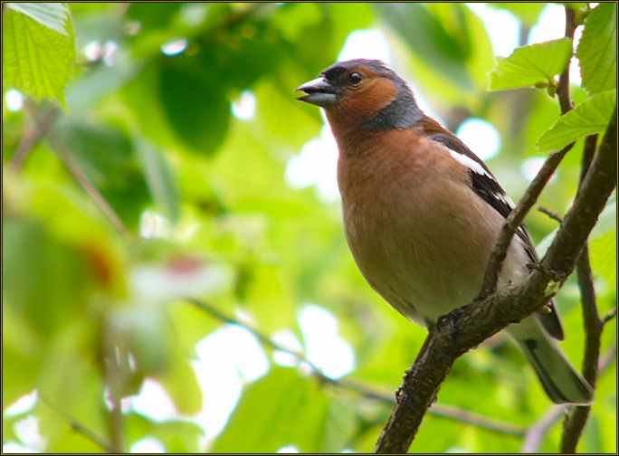 photo "Fringilla coelebs" tags: nature, wild animals