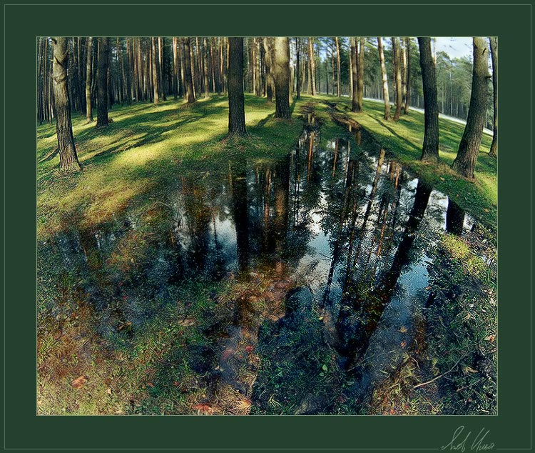 фото "Лесная дорога" метки: пейзаж, весна, лес