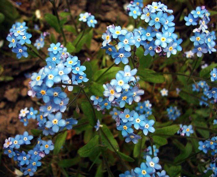 photo "no name" tags: nature, flowers