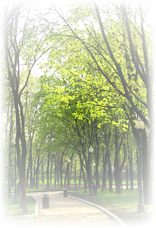 photo "The path in the park" tags: landscape, spring