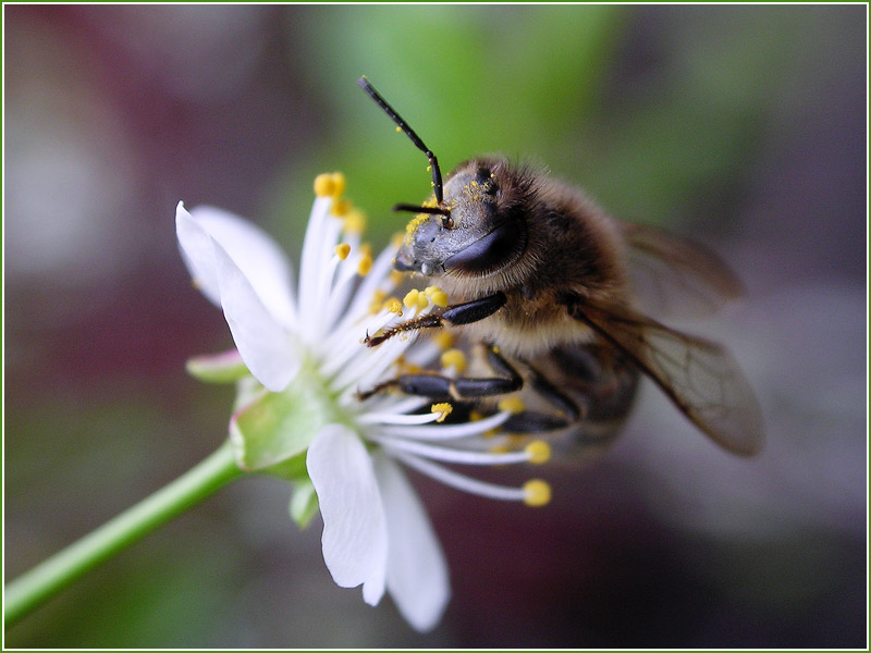 фото "Обалденные пчелы или к разговору о глубине резкост" метки: макро и крупный план, природа, насекомое