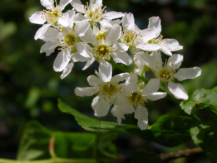 photo "Light and shadows" tags: nature, flowers