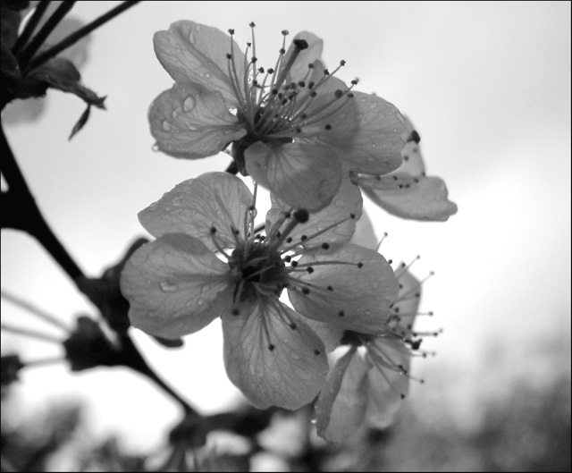 фото "Cherries blossom" метки: макро и крупный план, черно-белые, 