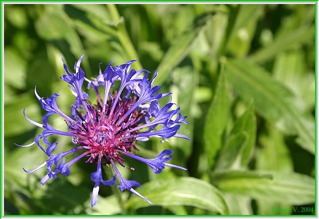 photo "... flower ....." tags: macro and close-up, montage, 