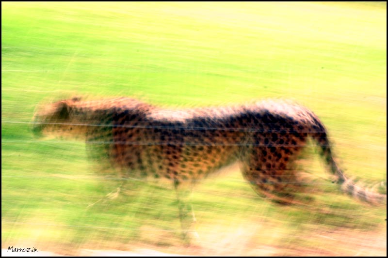 photo "motion" tags: nature, abstract, wild animals